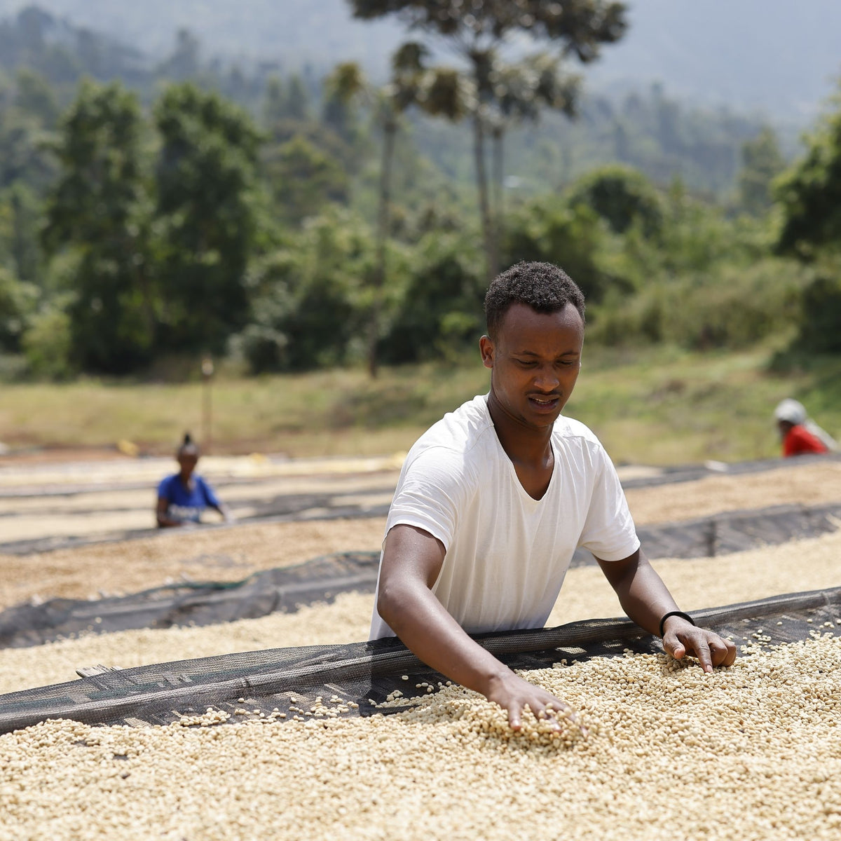 Ethiopia - Sidama Buncho - Washed