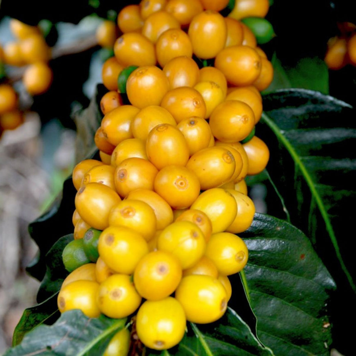 Brazil - Fazenda Santa Cruz - Pulped Natural