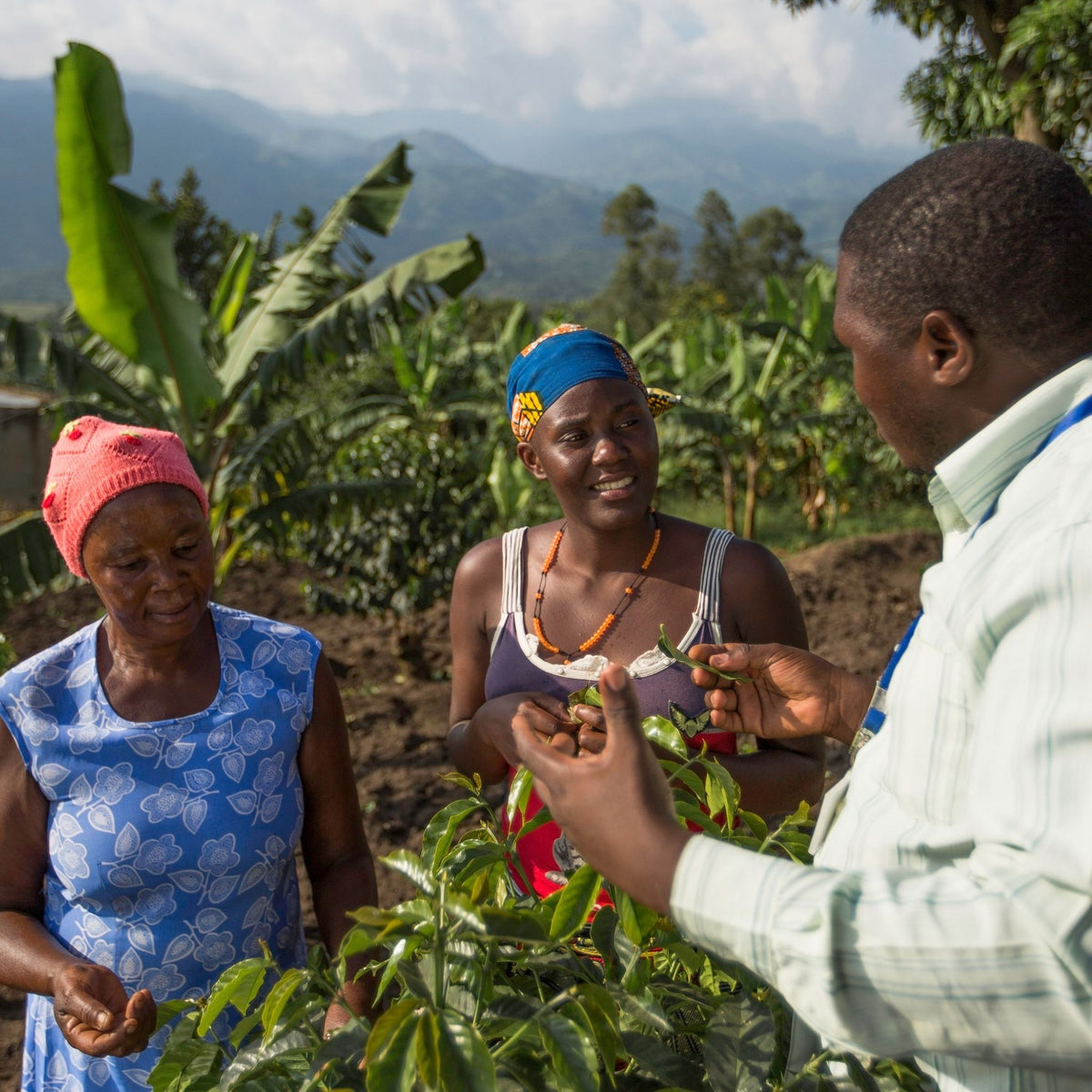 DECAF - Rwenzori - Natural